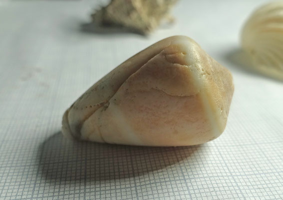Cymbium olla