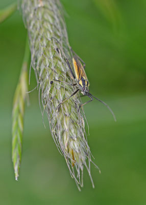 Grote bonte graswants