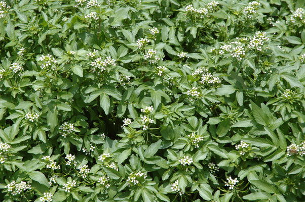 Rorippa nasturtium-aquaticum - Witte waterkers