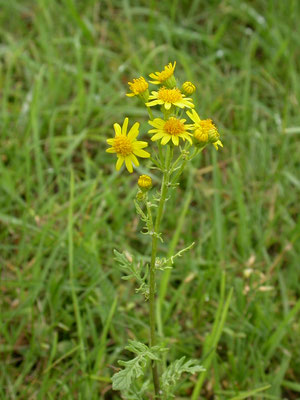 Senecio jacobaea - Jacobskruiskruid
