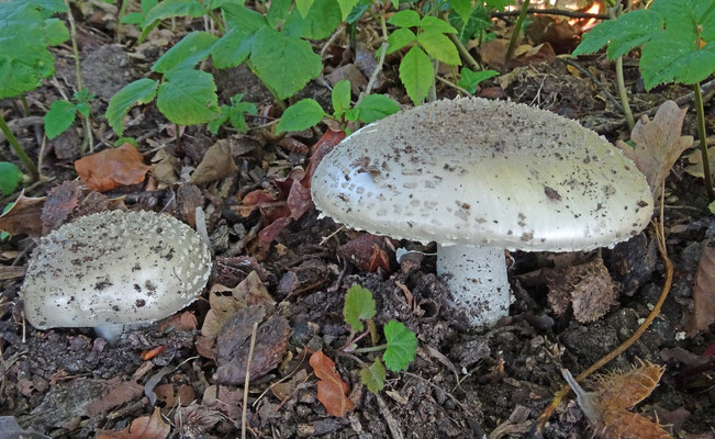 Amanita solitaria - Stekelkopamaniet