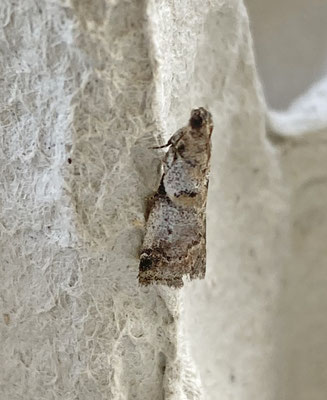 Acrobasis suavella - Roodstreepmutsjeslichtmot