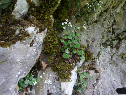 Saxifraga rotundifolia - Rondbladige steenbreek