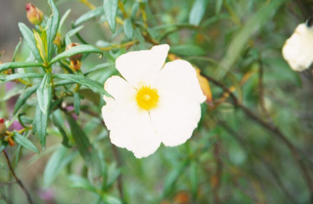 Cistus psilosepalus