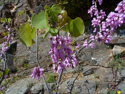 Cercis siliquastrum - Judasboom