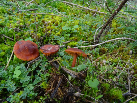 Clitopilus nitellinus - Oranje zalmplaat