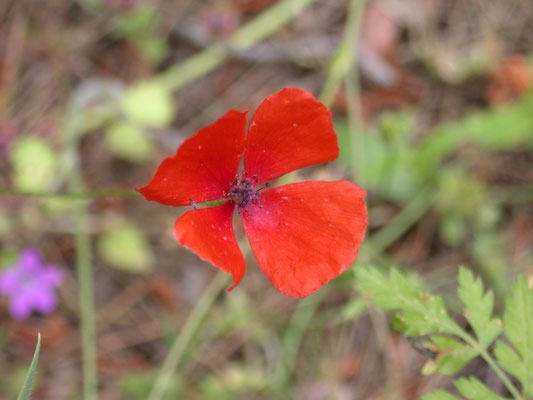 Papaver dubium - Kleine of Bleke klaproos