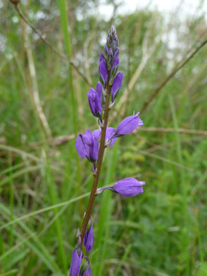 Polygala vulgaris - Gewone vleugeltjesbloem