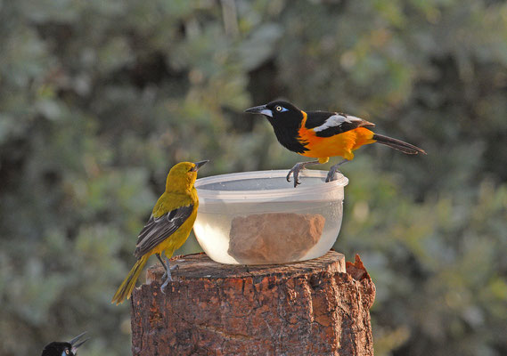 Yellow Oriole en Venezuelan Troupial