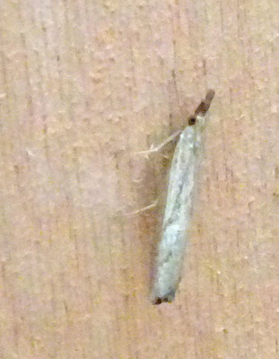 Agriphila geniculea - Gepijlde grasmot