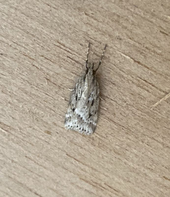 Eudonia pallida - Moerasgranietmot