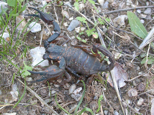 Iurus dufoureius