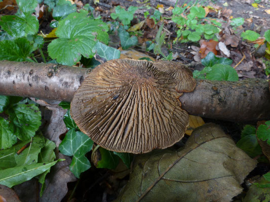 Daedaleopsis tricolor - Roodplaathoutzwam