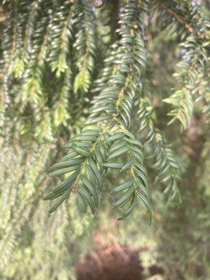 Taxus baccata - Taxus