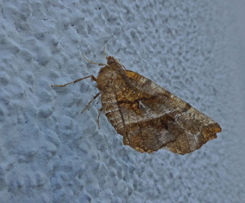 Selenia dentaria - Herculesje