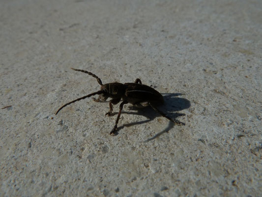 Dorcadion species