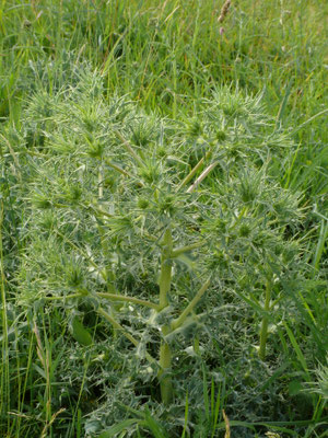 Eryngium campestre - Echte kruisdistel