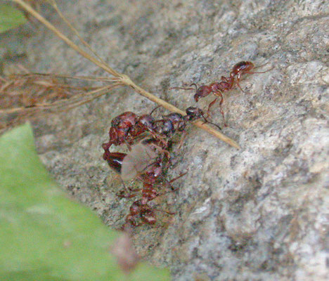 Myrmica species, Tirol, Oostenrijk