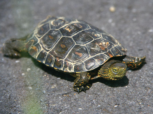 Mauremys leprosa - Moorse beekschildpad