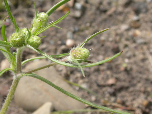 Plantago arenaria - Zandweegbree