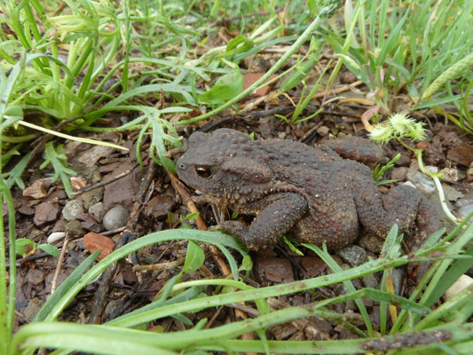 Bufo bufo