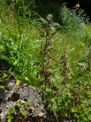Urtica dioica  Grote brandnetel