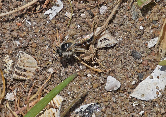Andrena ventralis - Roodbuikje