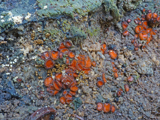 Scutellinia scutellata - Gewoon wimperzwammetje