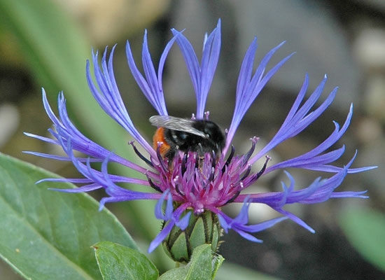 Bombus lapidarius - Steenhommel