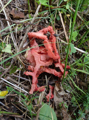 Clathrum ruber
