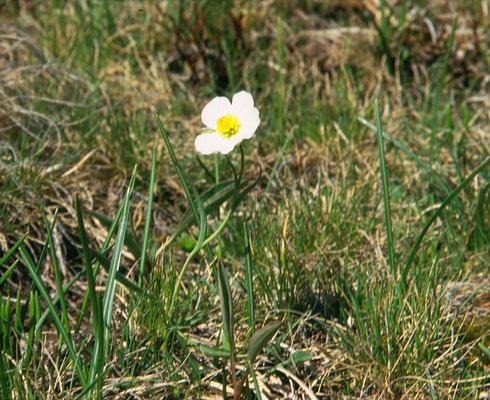 Ranunculus pyrenaius