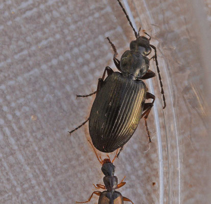 Agonum micans - Riviersnelloper