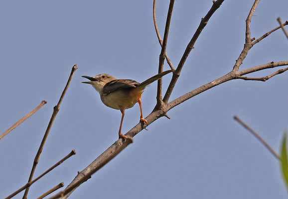 Prinia subflava - Tawny-flanked Prinia