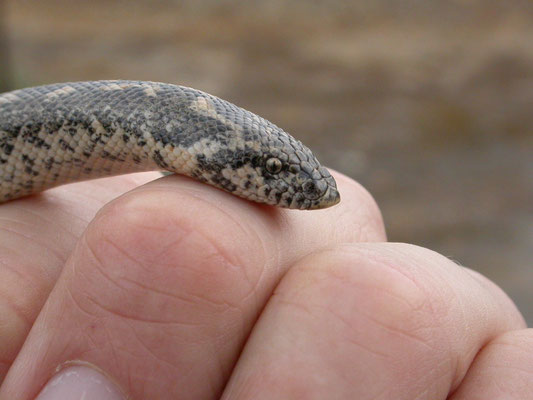 Zandboa (Eryx jaculus)