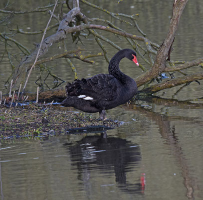Zwarte Zwaan