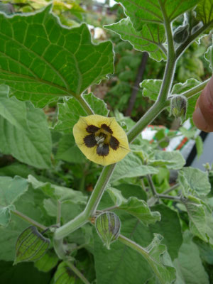 Physalis peruviana - Goudbes
