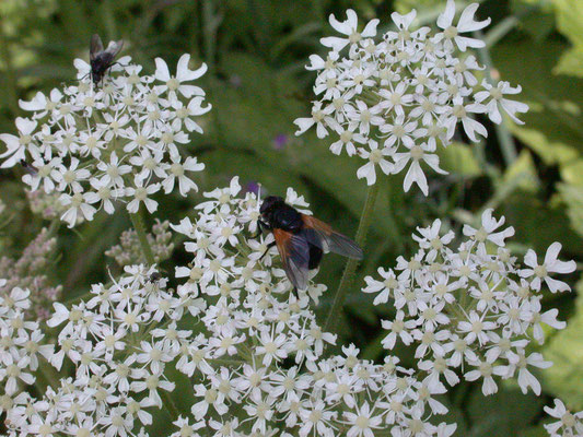 Mesembrina meridiana - Schorsvlieg