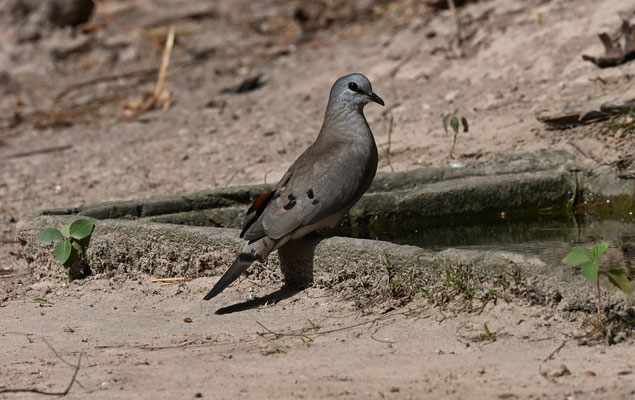 Turtur abyssinicus - Black-billed Wood-Dove