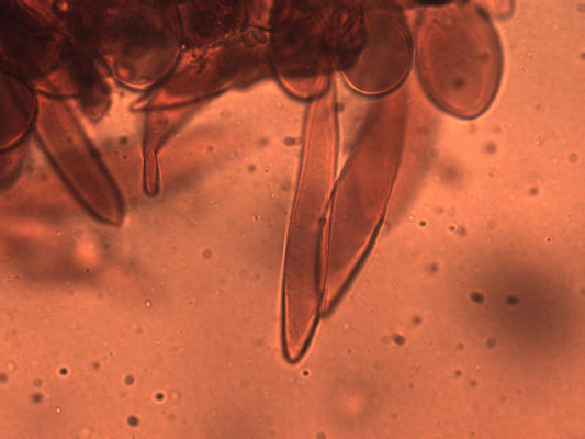 Pluteus podospileus - Fluweelhertenzwam