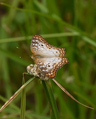 Anartia jatrophae jatrophae