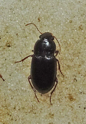 Harpalus griseus - Kleine roodpoothalmkruiper