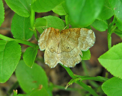 Cepphis advenaria - Kleine herculesspanner