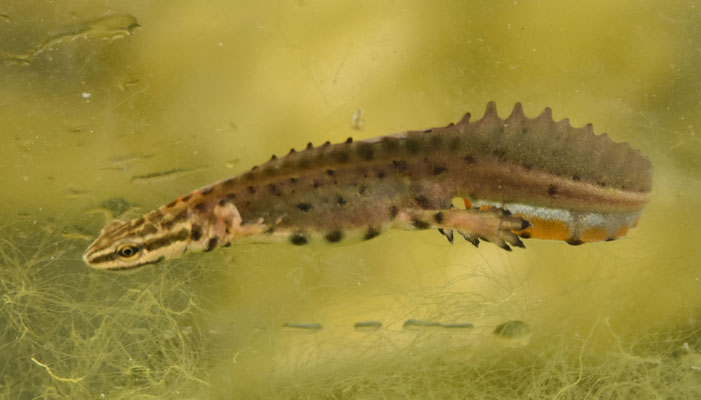 Lissotriton schmidtleri