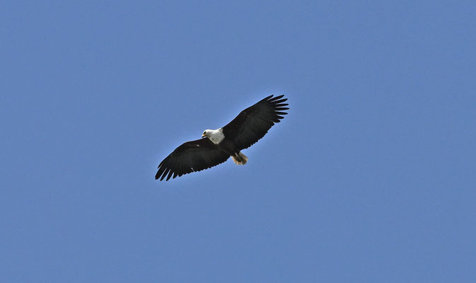 Haliaeetus vocifer - African Fish-Eagle