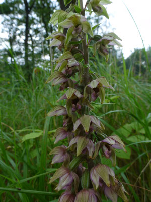 Epipactis helleborine - Brede wespenorchis