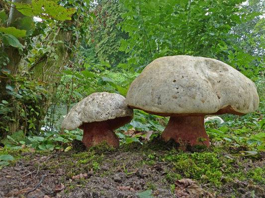 Rubroboletus satanas - Satansboleet