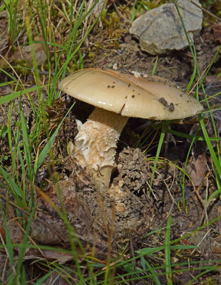 Amanita species