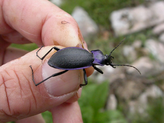 Carabus problematicus