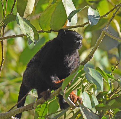 Red-handed Tamarinde (Zwart Zijdeaapje)
