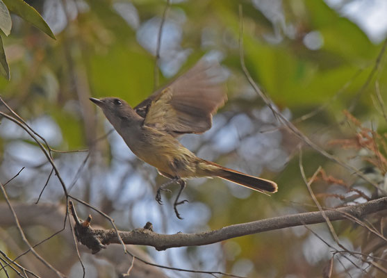 Pale-bellied Mourner